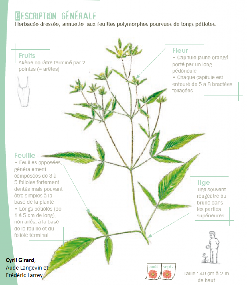 Bidens frondosa L., 1753
